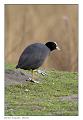 Fulica Atra_1